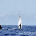 whale_humpback_h_00532_dom2580.jpg